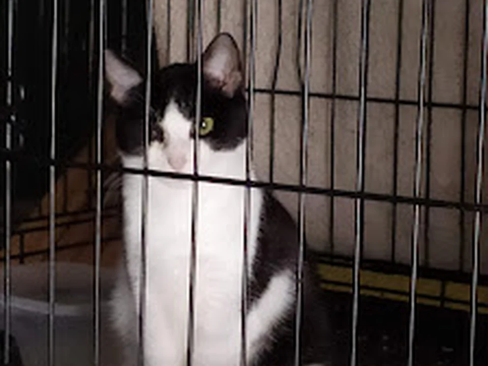 AMIRA - Associação Mafra Intervenção e resgate animal