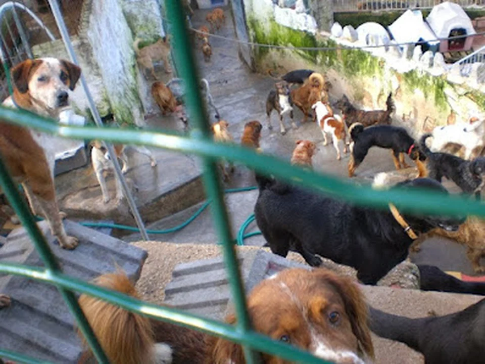 Associação de Protecção aos Cães Abandonados
