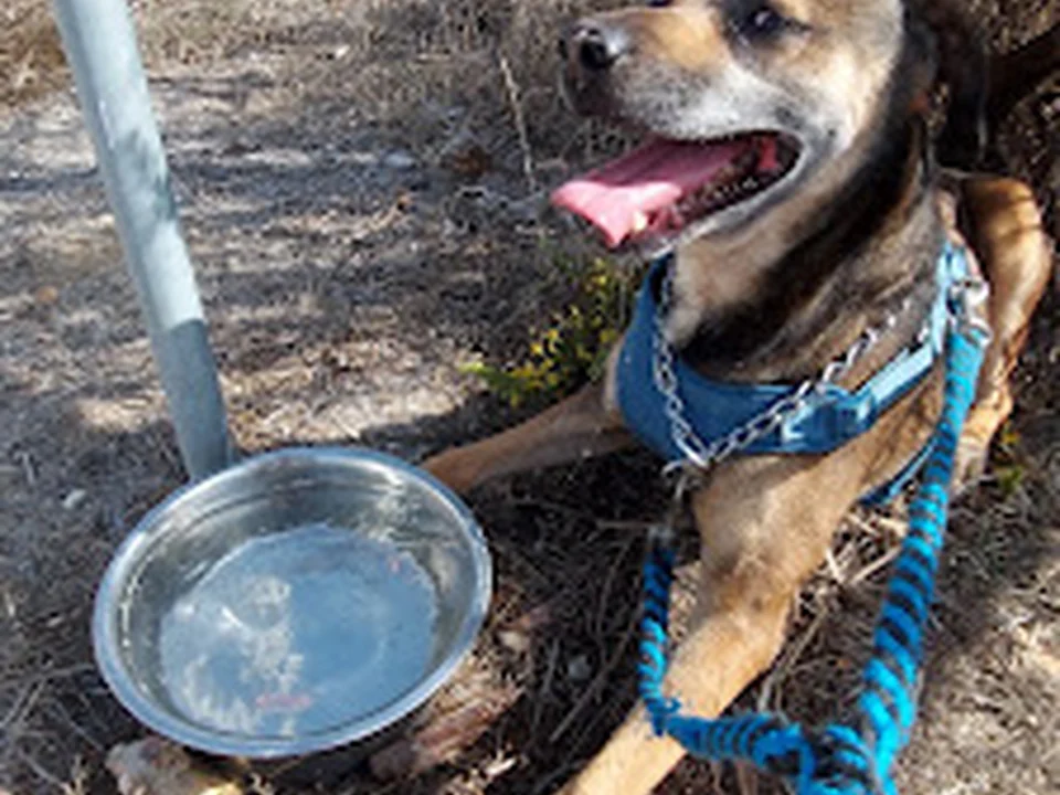 CROAA - Centro de Recolha Oficial de Animais de Alcochete