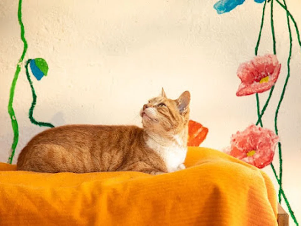 Gatos do Jardim