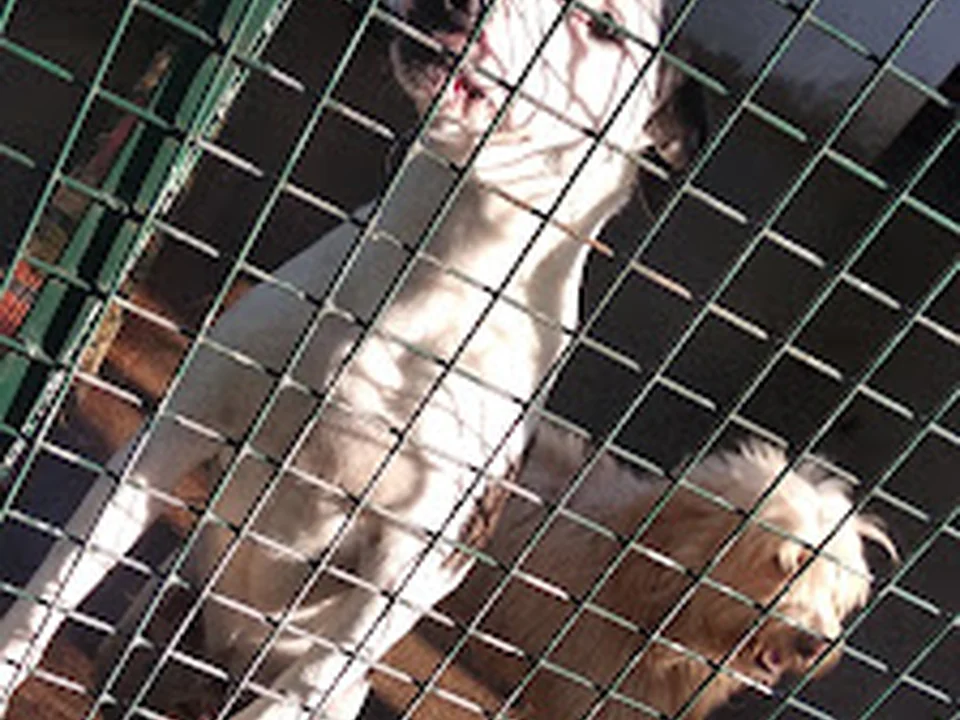 IZQC Abrigo Animal