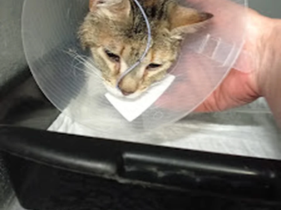 Centro Veterinário Sintra - Hospital Veterinário, Lisboa