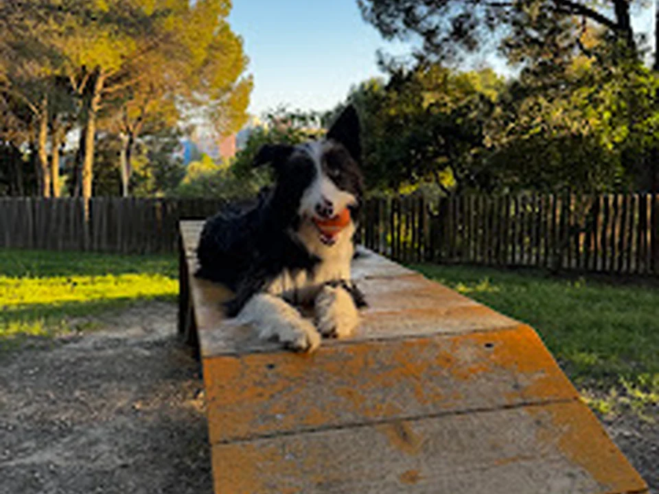 Pet to Pets - Treino de Cães, Lisboa