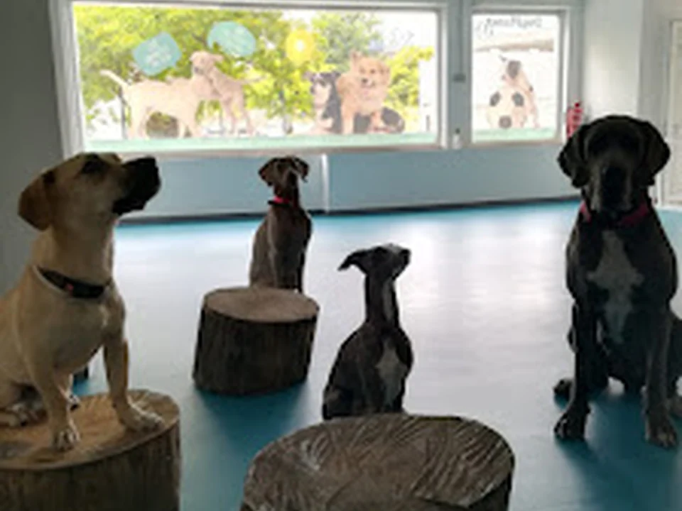 Dog Planet, Lisboa