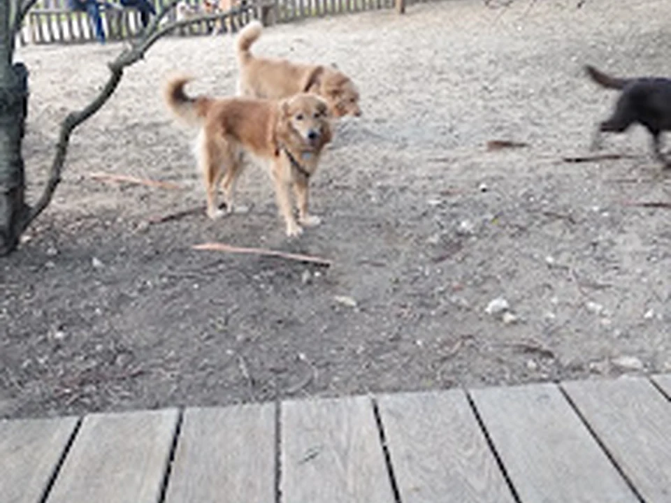 Parque Canino | Mata da Quinta das Conchas, Lisboa