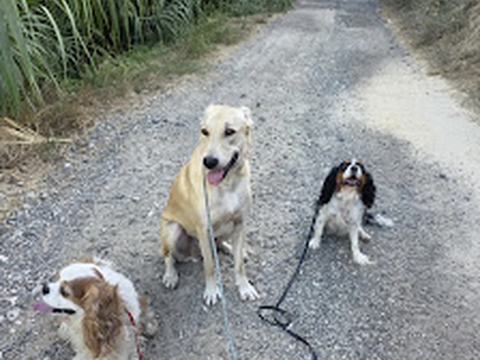 Fausto Ferreira - Treino Canino & Estadia Familiar, Lisboa