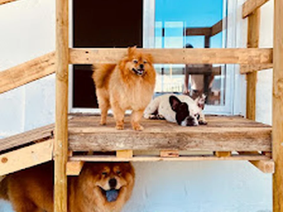 Cão do Moinho, Lisboa