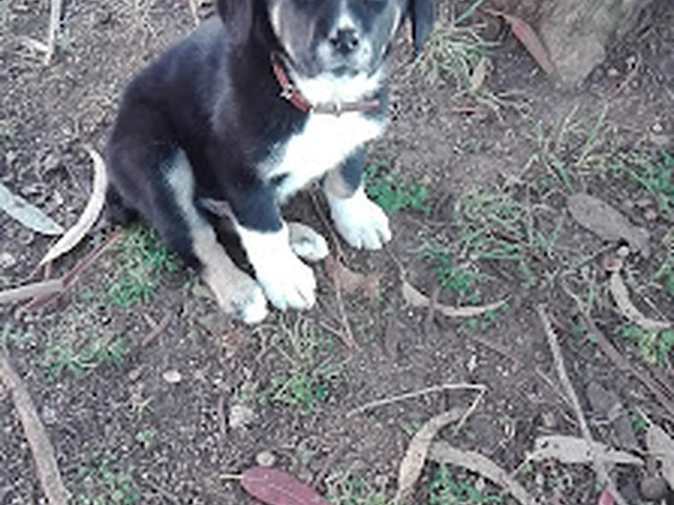 Parque Canino de São Marcos, Lisboa