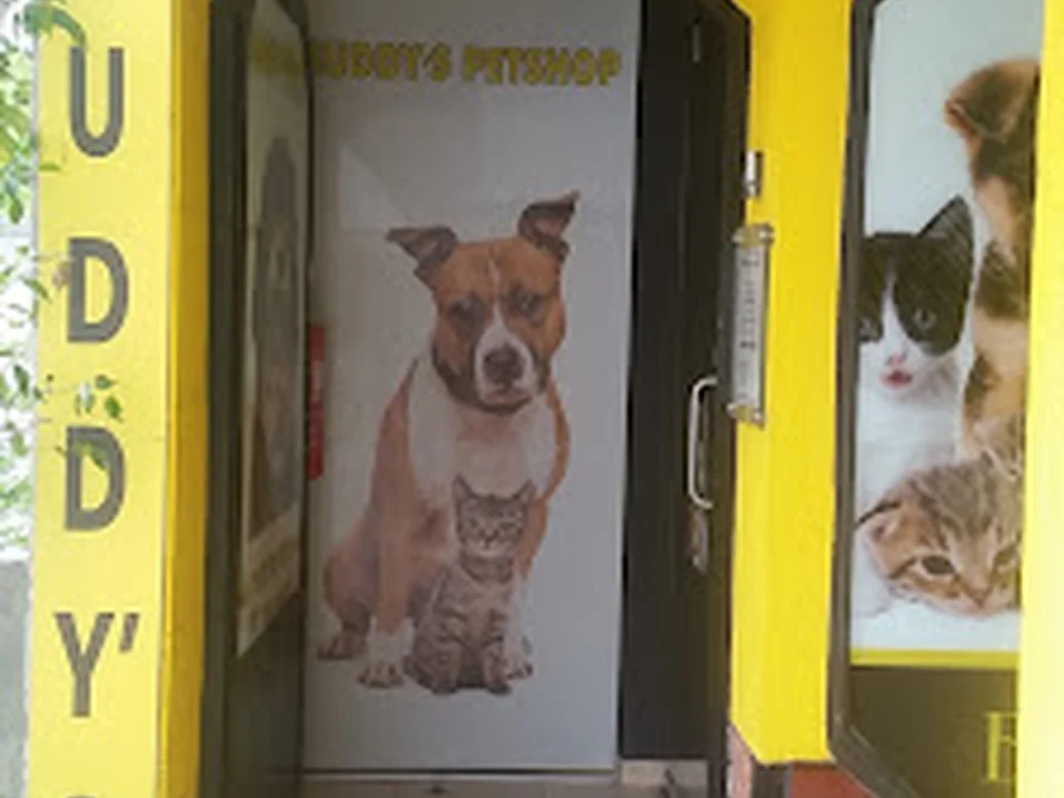 Buddy's Pet Shop, Lisboa