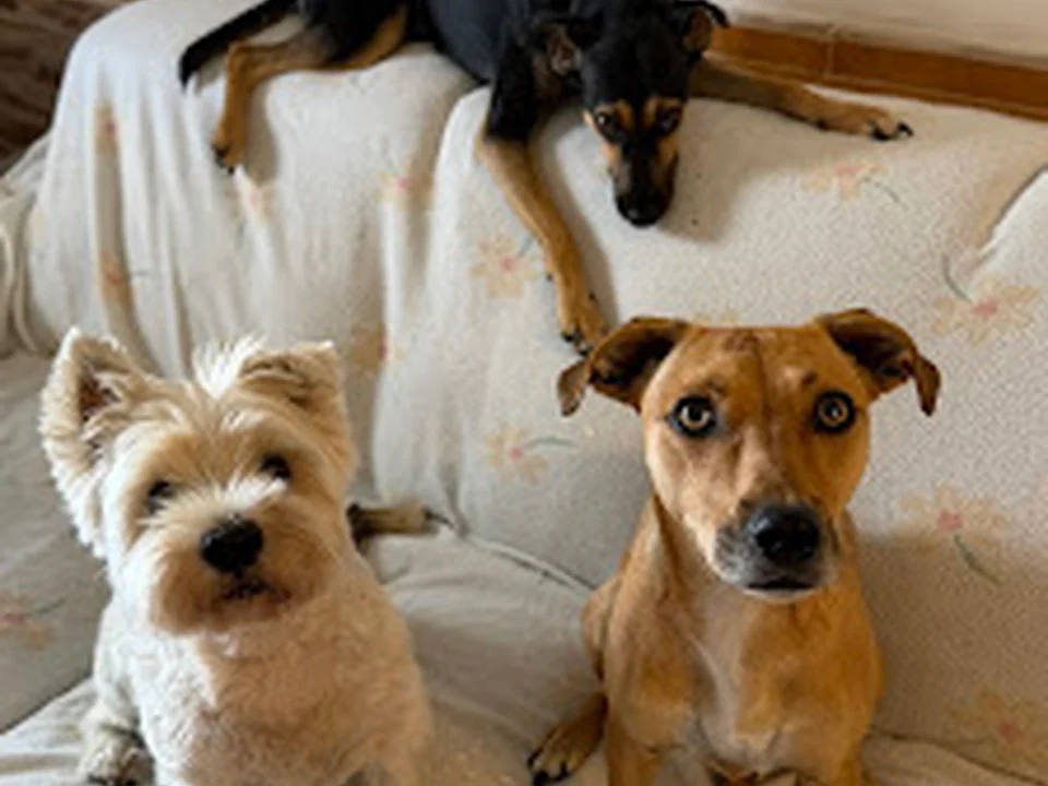 Bonante Adestramento de Cães, Lisboa