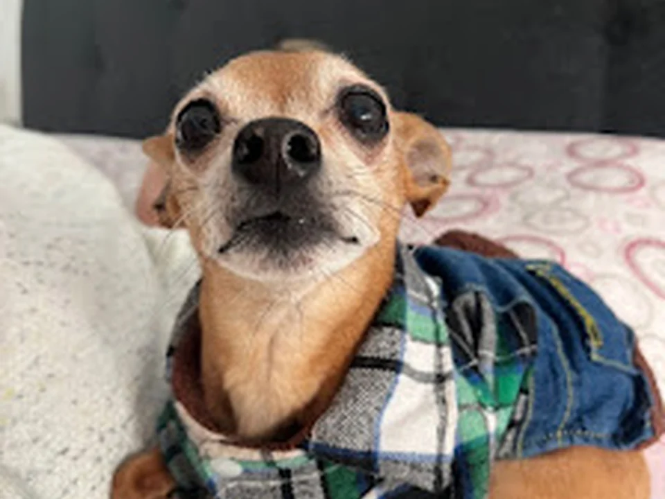 Vet Ben - Clínica Veterinária, Lisboa