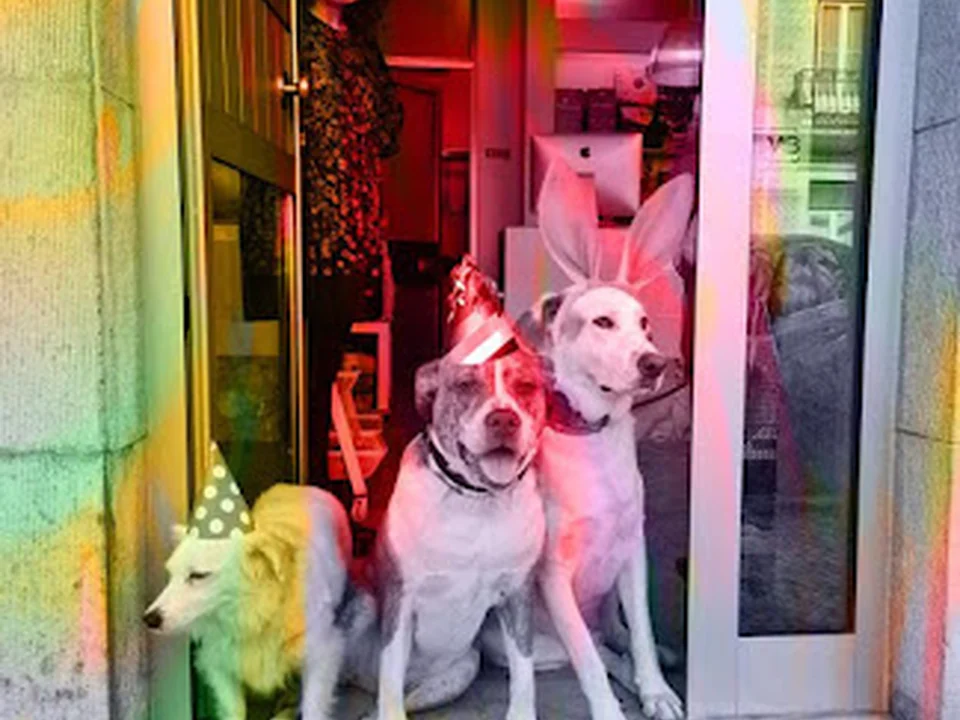 Patudaria Pet Shop, Lisboa