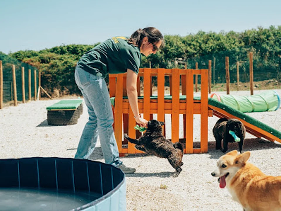 Creche | Escola e Hotel para Cães by Veterinários Sobre Rodas, Lisboa