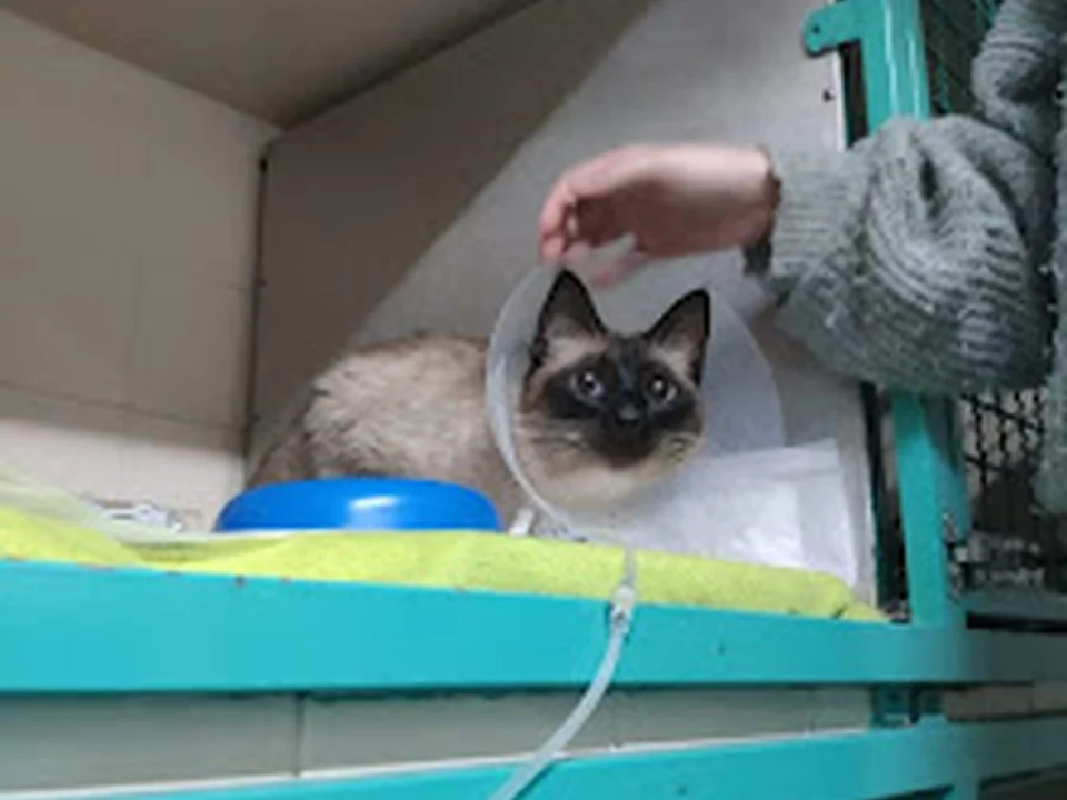 HVO - Hospital Veterinário de Oeiras, Lisboa