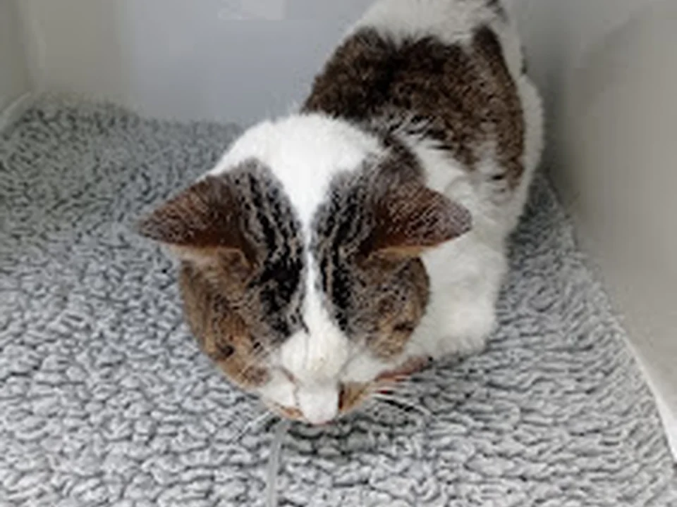 Hospital dos Animais / Hospital Veterinário, Lisboa