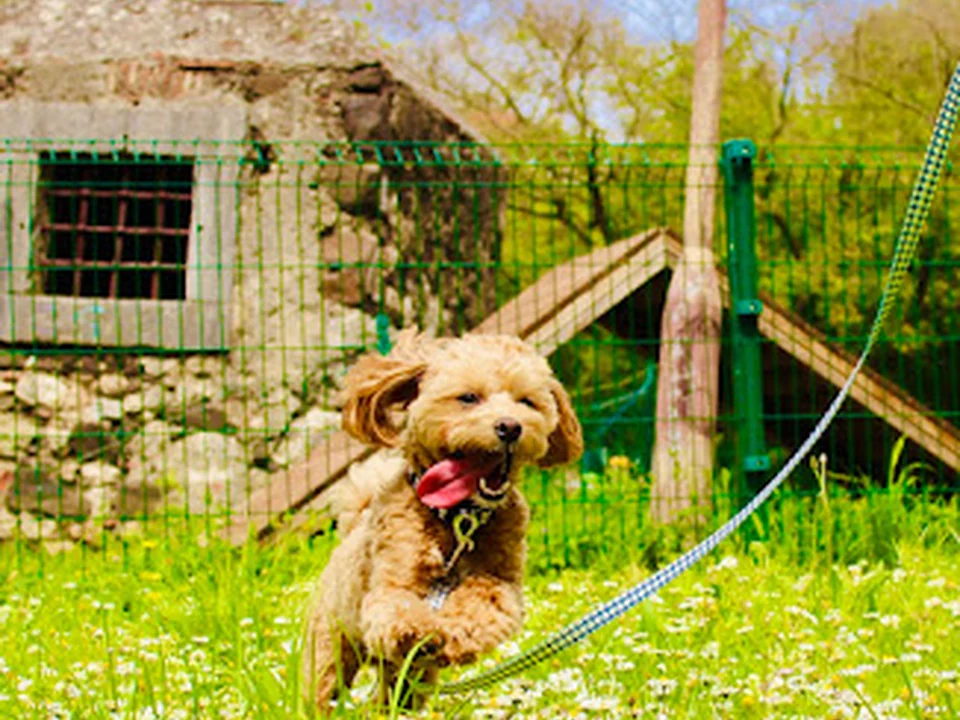 Dog Walking Lisbon, Lisboa