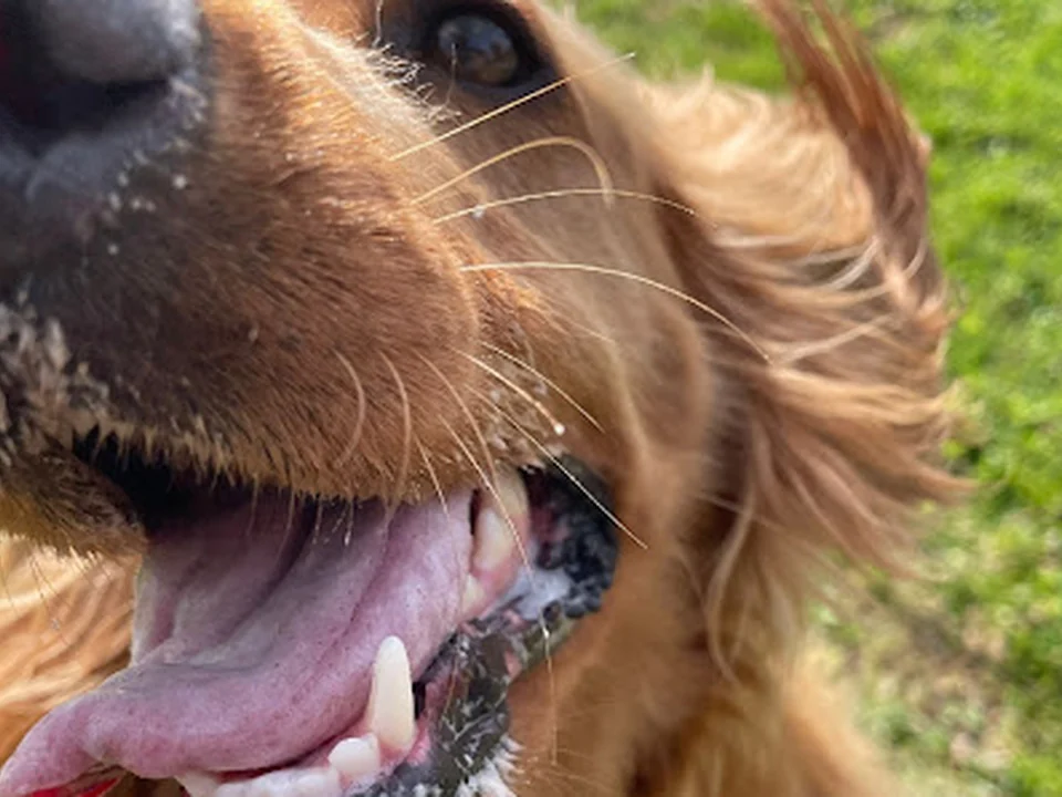 Quinta da Patada Hotel para Cães e Gatos, Creche, Banhos e Tosquias e Transporte, Lisboa