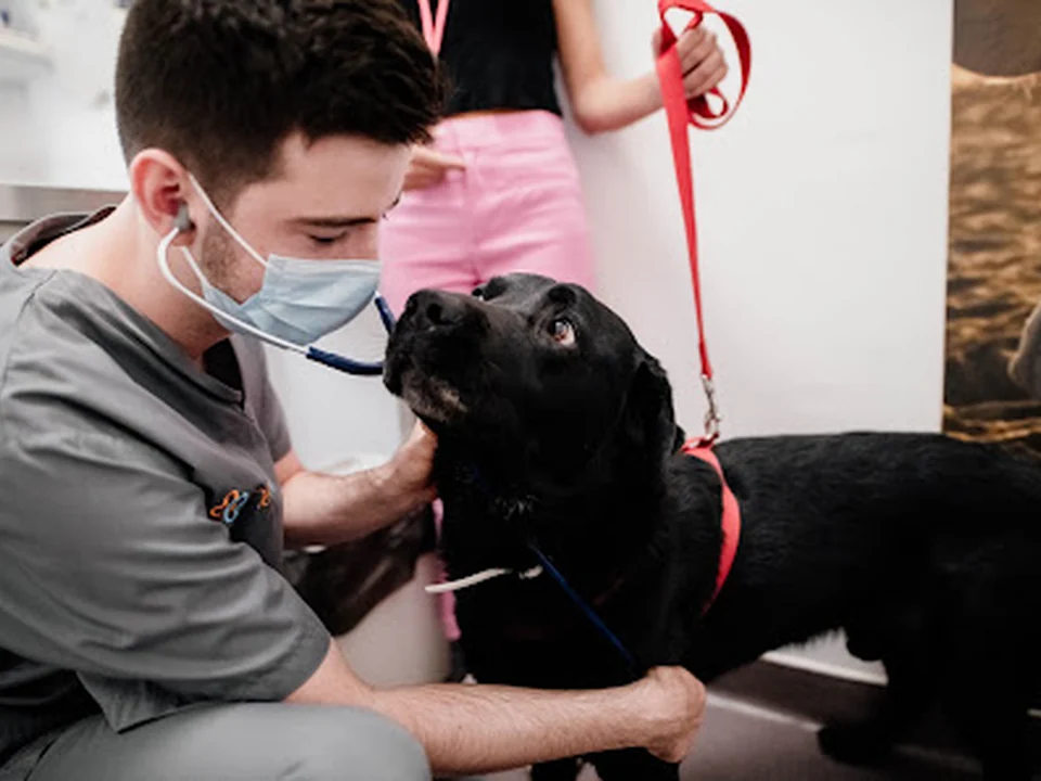 Hospital Veterinário Berna, Lisboa