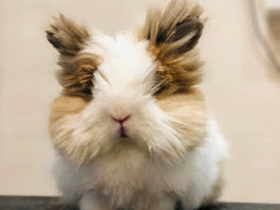 VetEx - Serviços Veterinários a Animais Exóticos, Lisboa