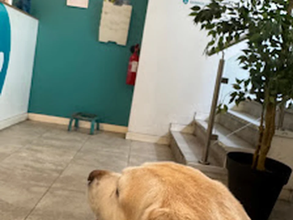 Clínica Veterinária Infante Santo, Lisboa