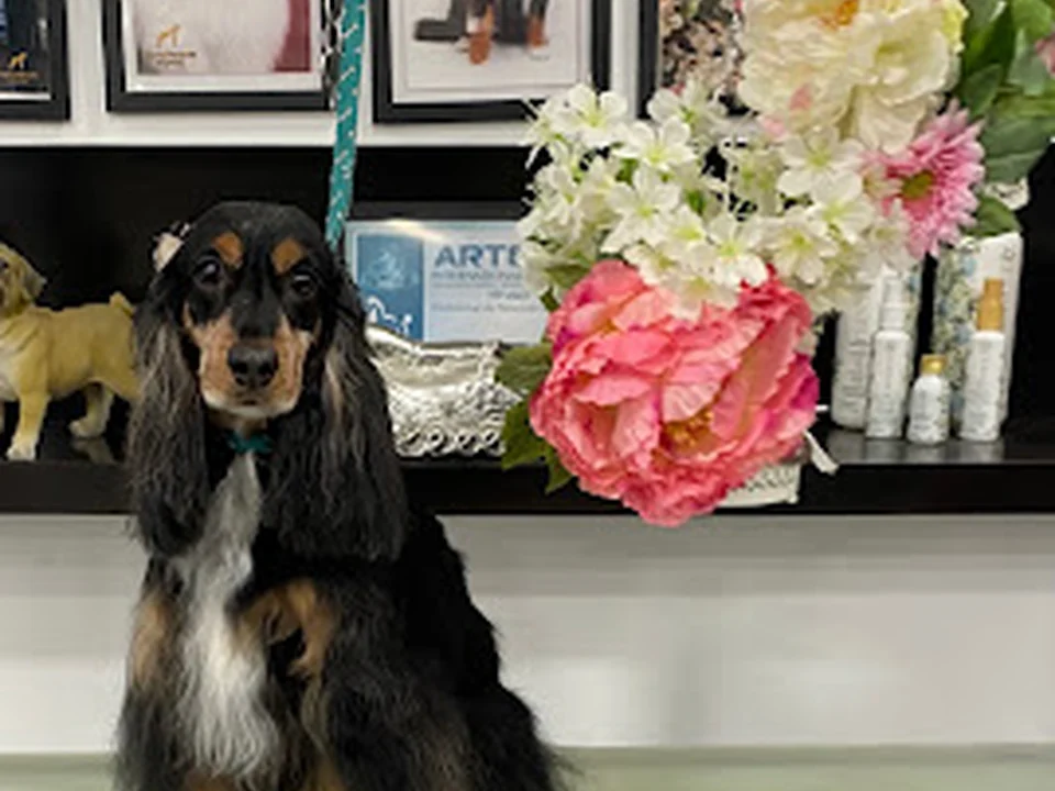 Ooh La La Pet Grooming Spa, Lisboa