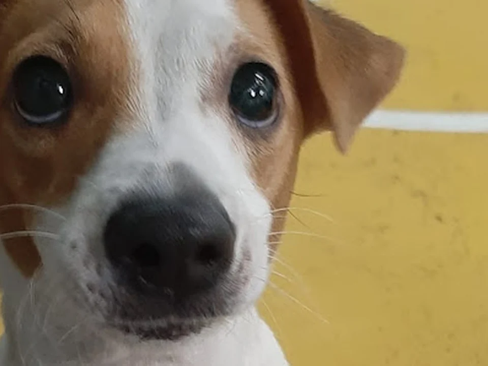 TAILS Super Pets Creche canina, Lisboa