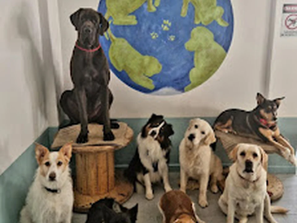 Dog Planet Benfica, Lisboa