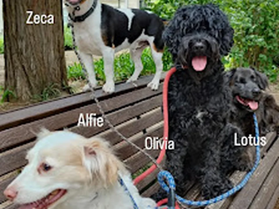 Dá-me Trela Animais de Estimação, Lisboa