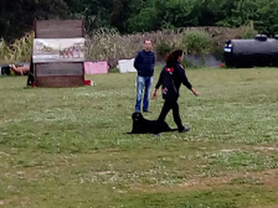 Dog Camp, Lisboa